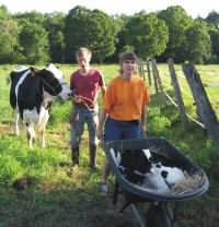 cow and calf coming home from the pasture