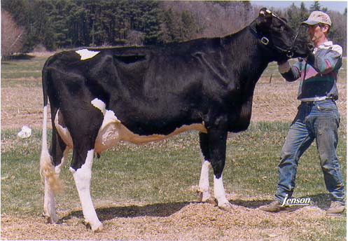 registered Holstein Hariah