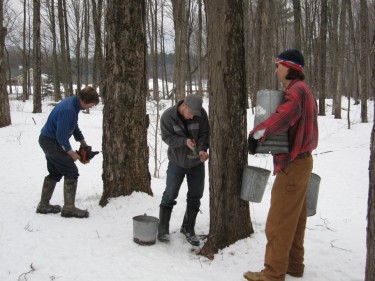 setting maple syrup buckets